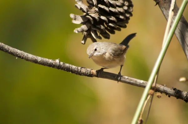 Sylvia borin es una especie de ave paseriforme de la familia Sylviidae.. —  Fotos de Stock