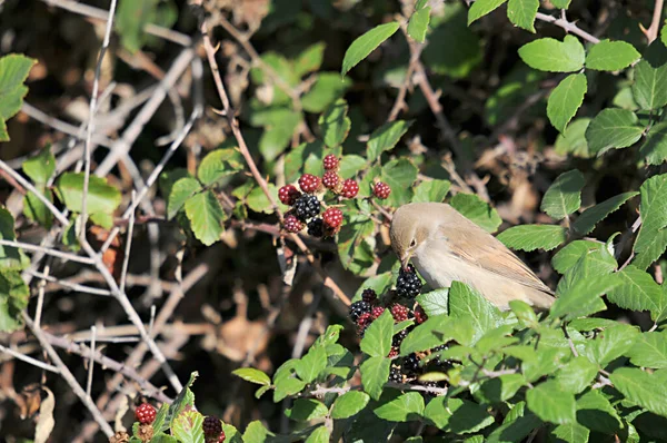 Sylvia communis - The Warbler - вид воробьиной птицы из семейства Sylviidae. — стоковое фото