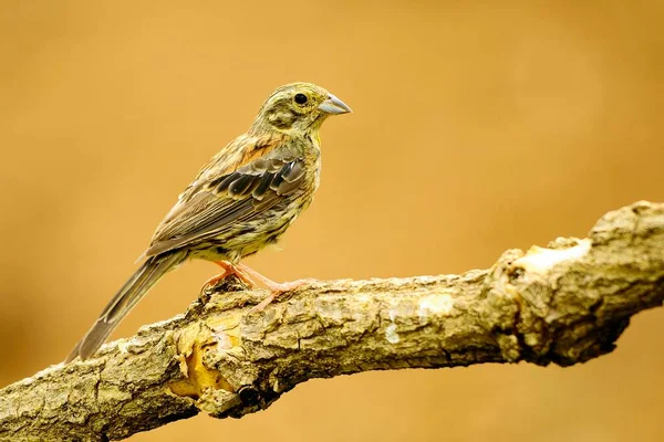 Emberiza cirlus - El escribano soteno o es un ave passeriforme de la familia Emberizidae. — стокове фото