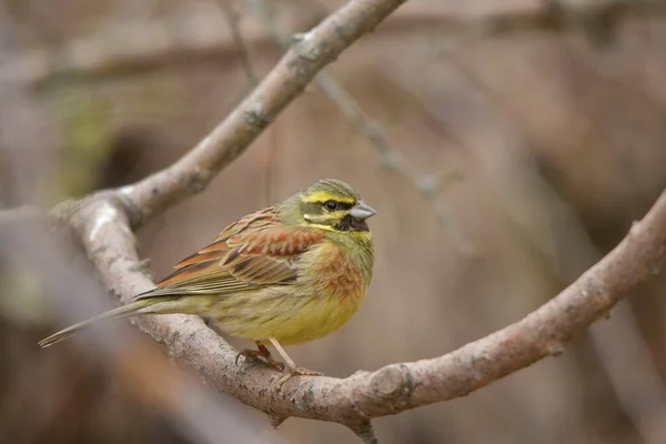 Emberiza cirlus - El escribano soteno o es un ave passeriforme de la familia Emberizidae. — Photo