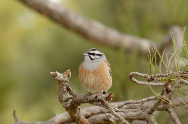 Emberiza cia - The mountain bunting is a species of passerine bird of the scribal family. clipart