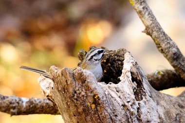 Emberiza CIA - Dağ kiraz kuşu, hatip familyasından geçen bir kuş türüdür..