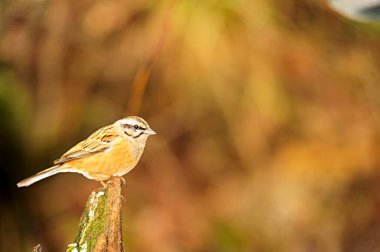 Emberiza CIA - Dağ kiraz kuşu, hatip familyasından geçen bir kuş türüdür..
