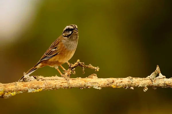 Emberiza cia - The mountain bunting is a species of passerine bird of the scribal family. — Stock Photo, Image