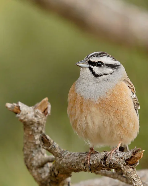 Emberiza cia - Die Bergammer ist eine Art Passantenvogel aus der Familie der Schreiberlinge. — Stockfoto