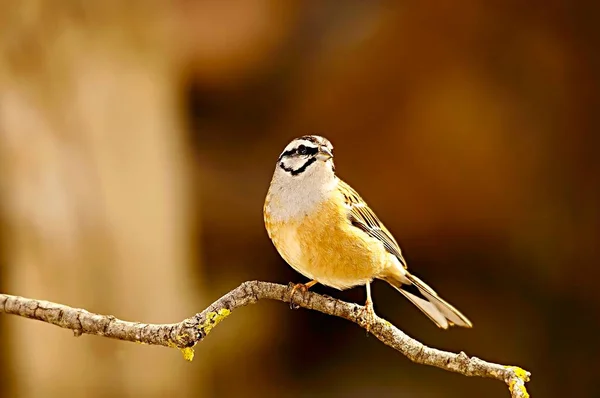 Emberiza cia - A montanha é uma espécie de ave passeriforme da família dos escribas. — Fotografia de Stock