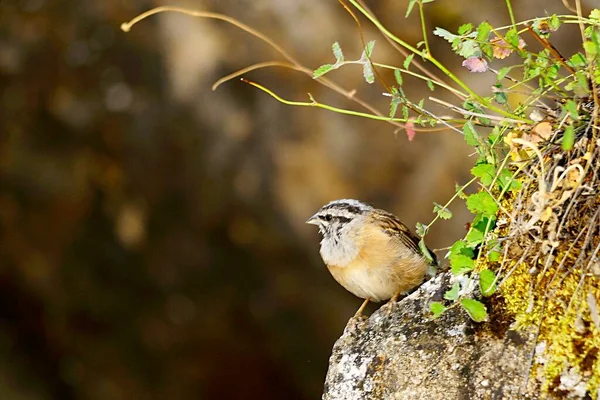 Emberiza cia - A hegyi sármány egy faj passerine madár az írástudó család. — Stock Fotó