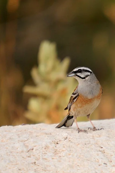 Emberiza cia - -山鸡是文宝族的一种杂交鸟类。. — 图库照片