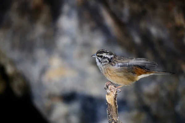 Емберза Цзу - гірське полювання вид перехожих птахів родини писарів . — стокове фото