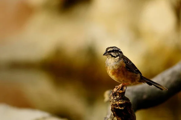 Emberiza cia - Die Bergammer ist eine Art Passantenvogel aus der Familie der Schreiberlinge. — Stockfoto
