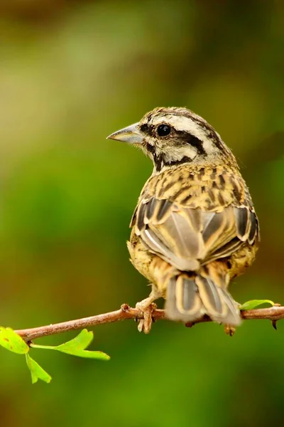 Emberiza cia es una especie de ave paseriforme de la familia de los escribas.. —  Fotos de Stock