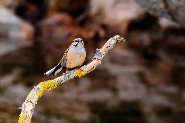 Emberiza cia - The mountain bunting is a species of passerine bird of the scribal family. — 스톡 사진