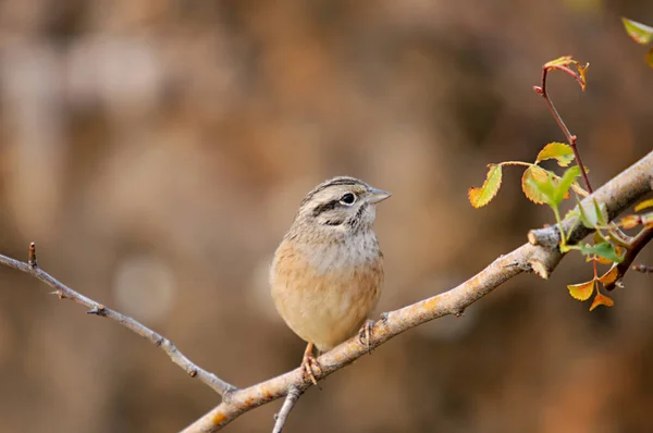 Emberiza cia - The mountain bunting is a species of passerine bird of the scribal family. — 스톡 사진