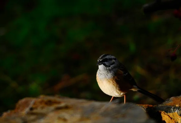Emberiza cia - A montanha é uma espécie de ave passeriforme da família dos escribas. — Fotografia de Stock