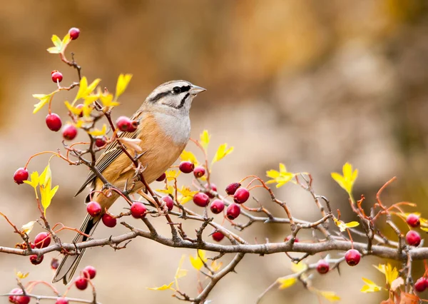 Emberiza cia - Il bunting di montagna è una specie di uccello passeriforme della famiglia scriba. — Foto Stock