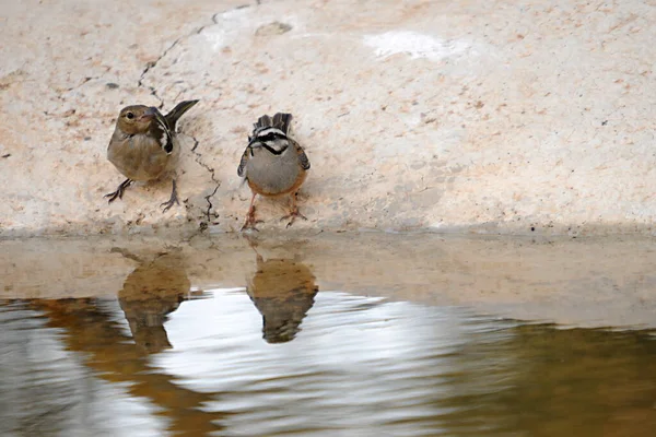 Emberiza cia - The mountain bunting is a species of passerine bird of the scribal family. — 스톡 사진