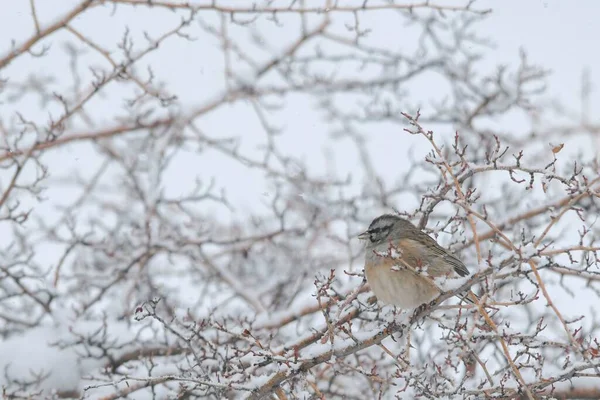 Emberiza cia es una especie de ave paseriforme de la familia de los escribas.. —  Fotos de Stock