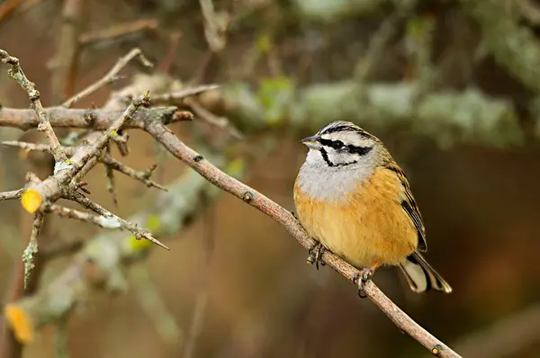 Emberiza cia - The mountain bunting is a species of passerine bird of the scribal family. — 스톡 사진