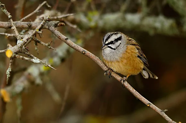 Emberiza cia - горный бутерброд - вид пассерной птицы семейства писцовых. — стоковое фото