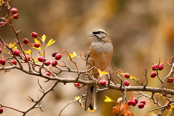 Emberiza CIA - Dağ kiraz kuşu, hatip familyasından geçen bir kuş türüdür.. — Stok fotoğraf