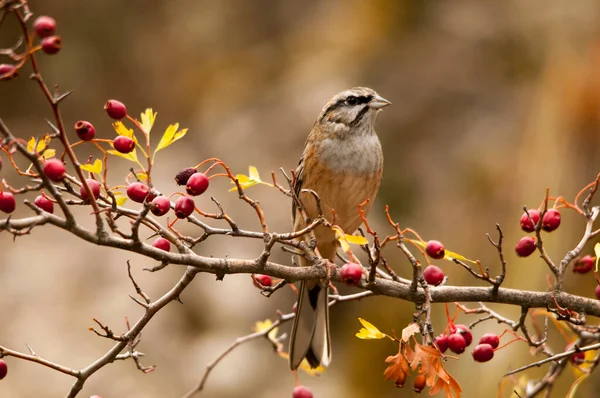 Emberiza CIA - Dağ kiraz kuşu, hatip familyasından geçen bir kuş türüdür.. — Stok fotoğraf