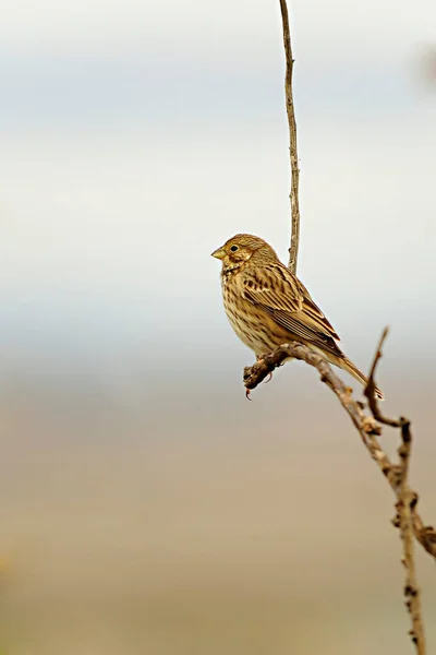 刺槐（Emberiza calandra）是一种生活在刺槐科（Emberizidae）的杂交鸟类。. — 图库照片