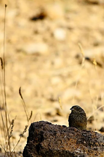 Emberiza calandra es una especie de ave paseriforme de la familia Emberizidae.. — Foto de Stock