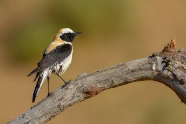 Oenanthe hispanica - La collalba rubia, es una the paseriforme de la familia Muscicapidae.
