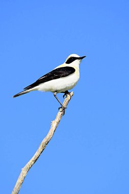 Oenanthe hispanica - La collalba rubia, es una the paseriforme de la familia Muscicapidae.