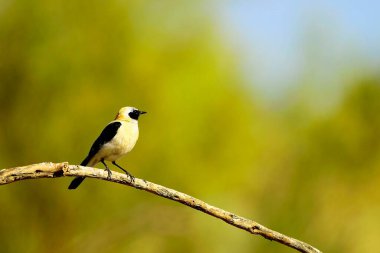 Oenanthe hispanica - La collalba rubia, es una the paseriforme de la familia Muscicapidae.