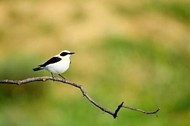 Oenanthe hispanica - La collalba rubia, es una the paseriforme de la familia Muscicapidae.