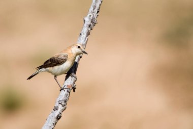 Oenanthe hispanica - La collalba rubia, es una the paseriforme de la familia Muscicapidae.