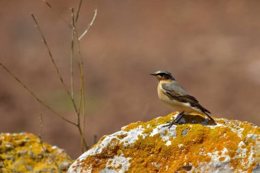 Oenanthe hispanica - La collalba rubia, es una the paseriforme de la familia Muscicapidae.
