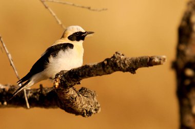 Oenanthe hispanica - La collalba rubia, es una the paseriforme de la familia Muscicapidae.