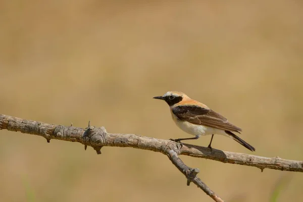 Oenanthe hispanica - La collalba rubia, es una especie de ave paseriforme de la familia Muscicapidae. — Stock Photo, Image