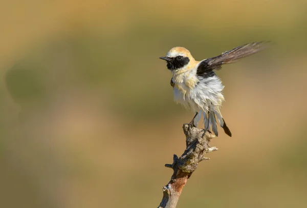 Oenanthe hispanica - La collalba rubia, es una especie de ave paseriforme de la familia Muscicapidae. — Stockfoto