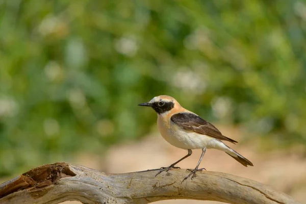 Oenanthe hispanica - La colalba rubia, es una egie de ave paseriforme de la family Muscikapidae.. — ストック写真