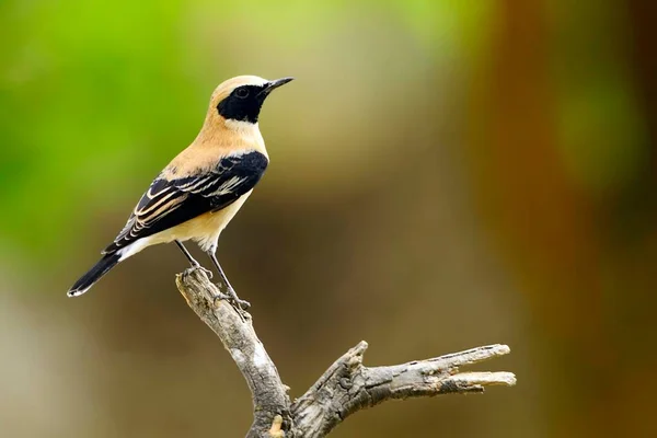 Oenanthe hispanica - La collalba rubia, es una especie de ave paseriforme de la familia Muscicapidae. — Zdjęcie stockowe