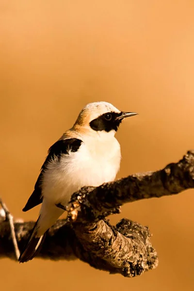 Oenanthe hispanica - La collalba rubia, es una especie de ave paseriforme de la familia Muscicapidae. — Zdjęcie stockowe