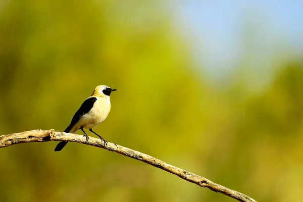 Oenanthe hispanica - La collalba rubia, es una especie de ave paseriforme de la familia Muscicapidae. — 스톡 사진