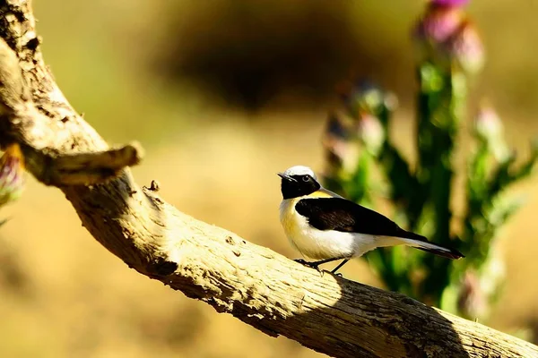 Enanthe hispanica - La collalba rubia, es una especie de ave paseriforme de la familia Muscicapidae. —  Fotos de Stock
