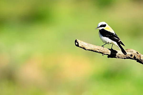 Oenanthe hispanica - La collalba rubia, es una Specie de ave paseriforme de la familia Muscicapidae. — 图库照片