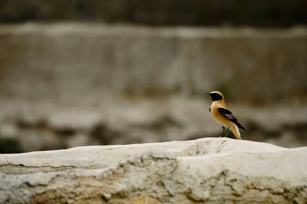 Oenanthe hispanica - La collalba rubia, es una especie de ave paseriforme de la familia Muscicapidae. — 스톡 사진