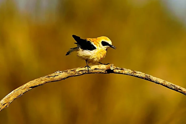 Oenanthe hispanica - La collalba rubia, es una especie de ave paseriforme de la familia Muscicapidae. — Stock Photo, Image