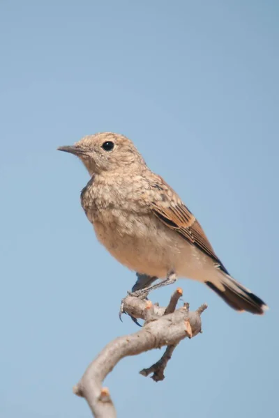 Enanthe hispanica - La collalba rubia, es una especie de ave paseriforme de la familia Muscicapidae. —  Fotos de Stock