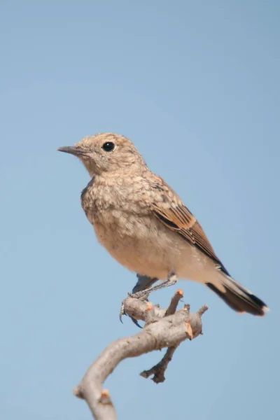 Oenanthe hispanica - La colalba rubia, es una especuie de ave paseriforme de la familia Muscicapidae. — стокове фото