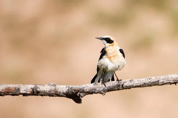 Oenanthe hispanica - La collalba rubia, es una especie de ave paseriforme de la familia Muscicapidae. — Stock Fotó