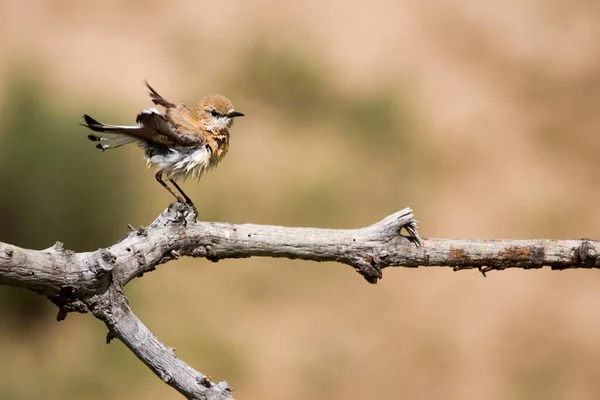 Oenanthe hispanica - La collalba rubia, es una especie de ave paseriforme de la familia Muscicapidae. — Stockfoto