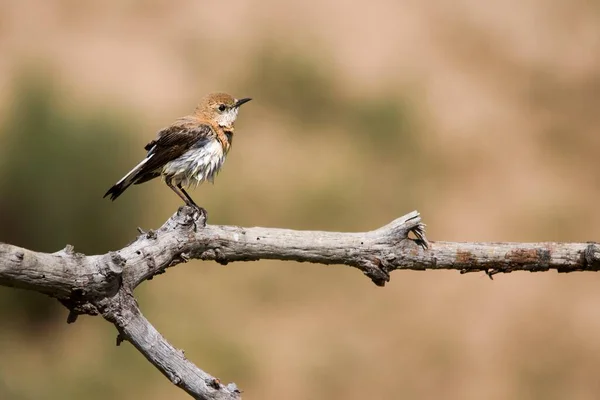 Enanthe hispanica - La collalba rubia, es una especie de ave paseriforme de la familia Muscicapidae. — Foto de Stock
