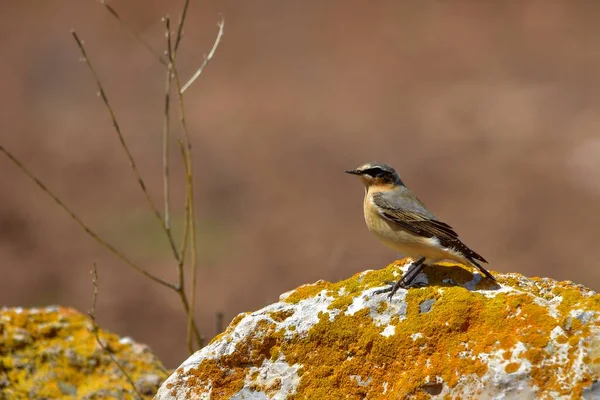 Oenanthe hispanica - La collalba rubia, es una especie de ave paseriforme de la familia Muscicapidae. — Stock Photo, Image